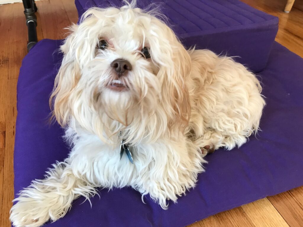 White muppet dog shihtzu-poodle mix lying down on a purple meditation cushion with his gaze at the camera..