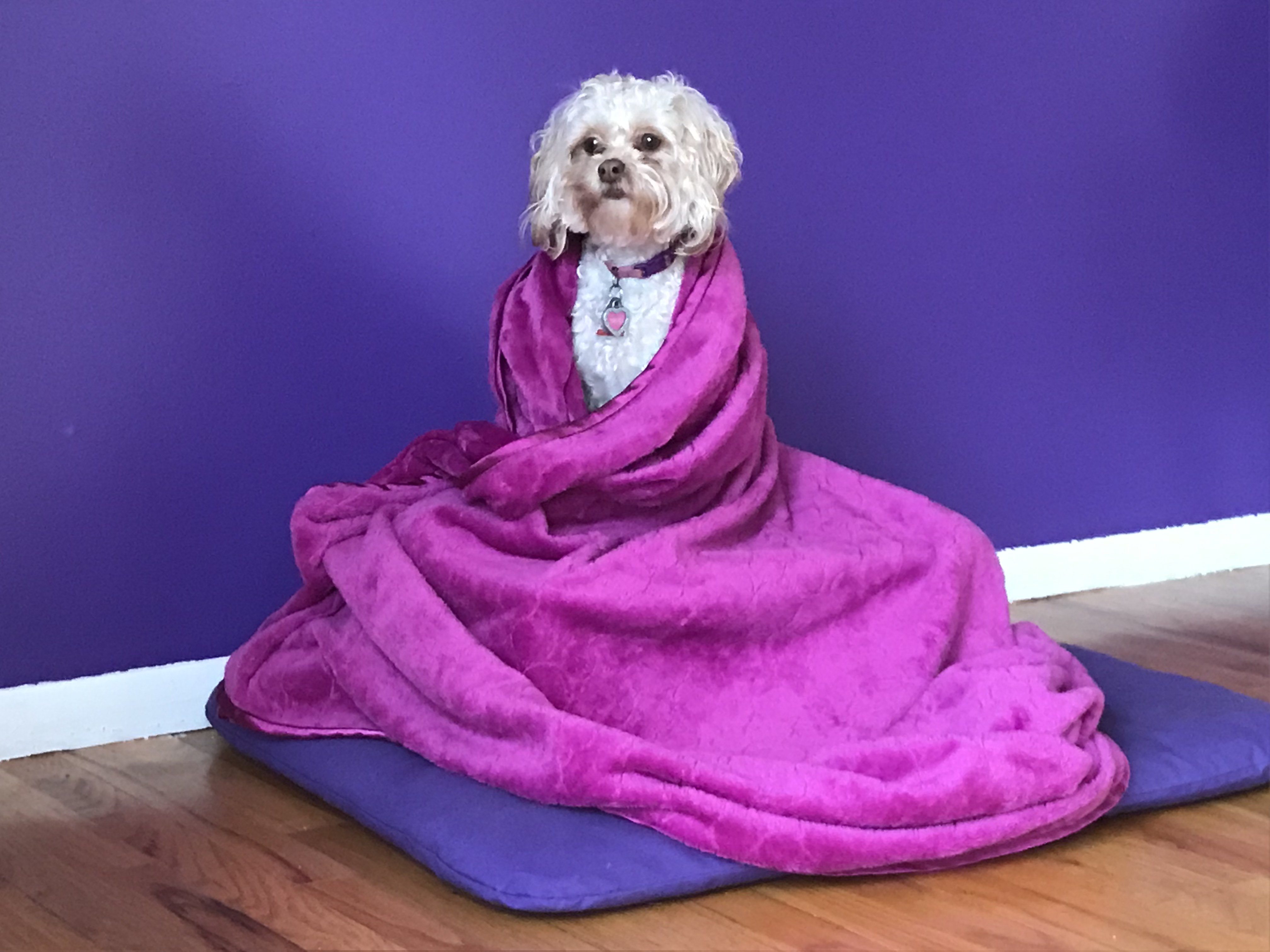 Trudi, queen of Turtle Disco, a white shihtzu-poodle mix sitting on meditation cushion adorned in pink blanket with purple wall background